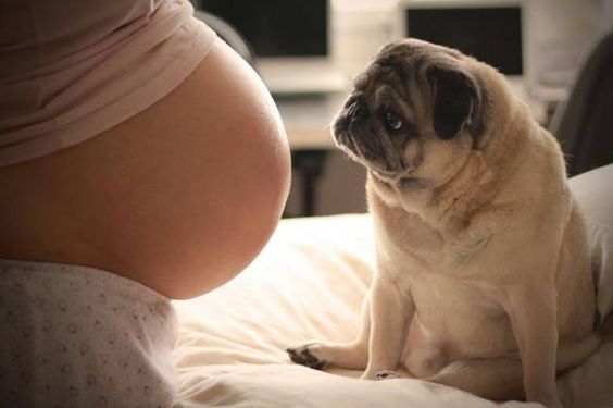 妊娠中に犬を飼うことで得られる効果