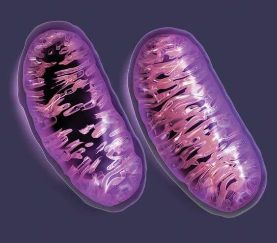 ミトコンドリア