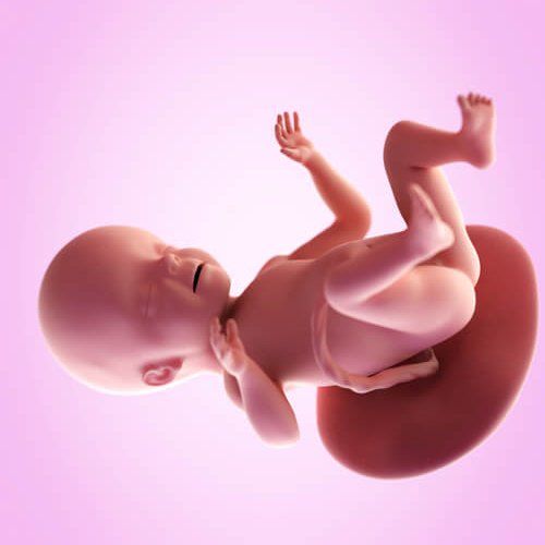 妊娠26週目での妊婦の特徴と赤ちゃんの成長 わたしママ