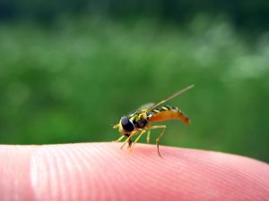 子供がスズメバチに刺されたらどうする?