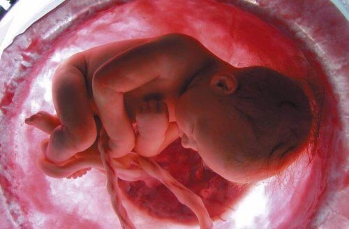 へその緒 と子宮の中にいる胎児