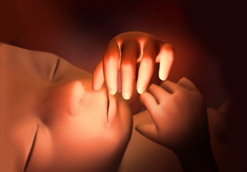 妊娠25週目の胎児