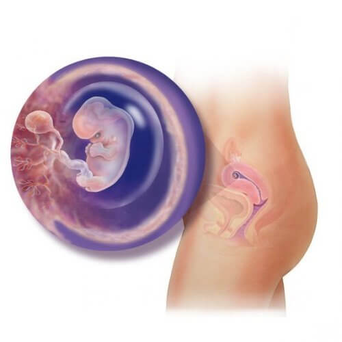 胎盤の中の胎児 胎児の成長
