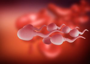 精子の生存競争について