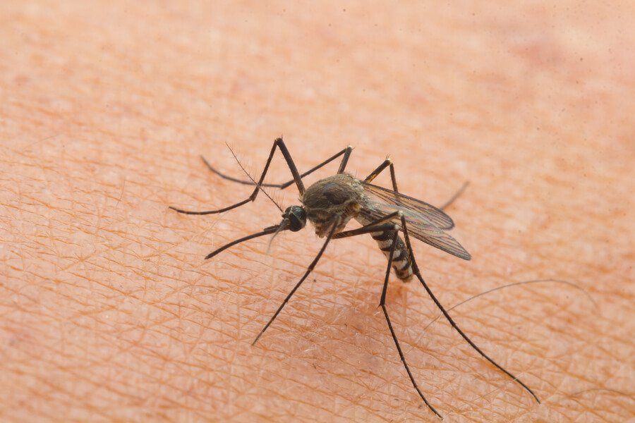 なぜ蚊に刺されるのか　蚊 原因　対処法