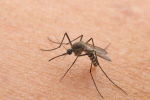 虫刺されが子どもに与える影響:予防と治療法のアドバイス