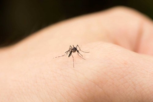 蚊に刺されないために　蚊 原因　対処法