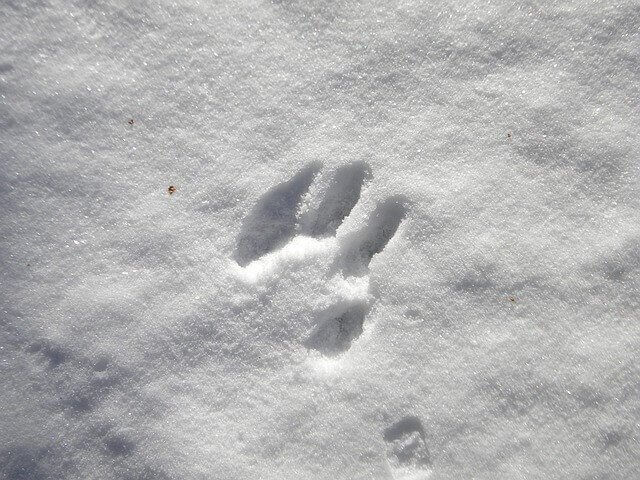 子ども 雪遊び