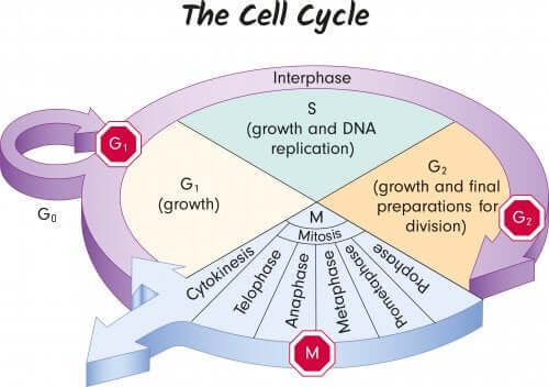 生命を構成していく 細胞周期 のプロセス