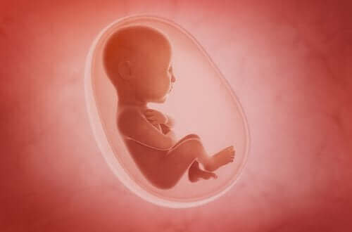 胎盤の成長について：主な構造と機能はなんだろう？