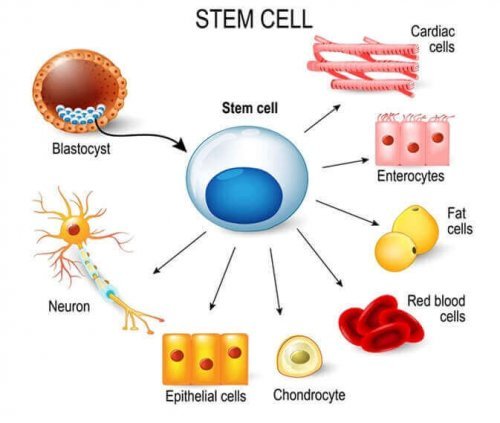 幹細胞 について、子どもに説明する方法