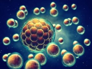 細胞の減数分裂について分かりやすく説明できますか?