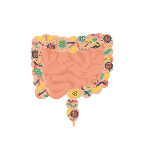 腸内フローラ移植